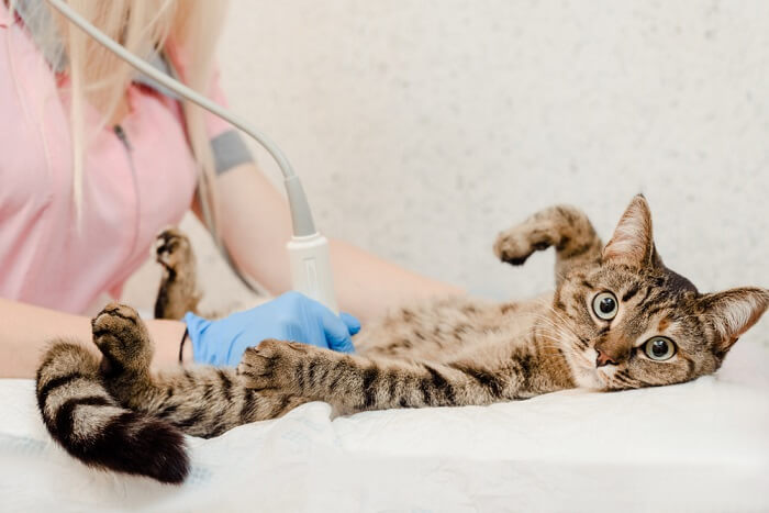 Cat Ultrasound, The Cat 24