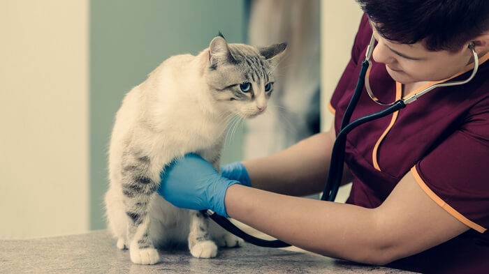 Vet Checking Cat Heart Rate, The Cat 24