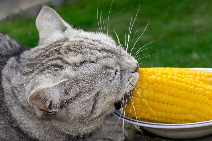 Can Cats Eat Corn? - All About Cats