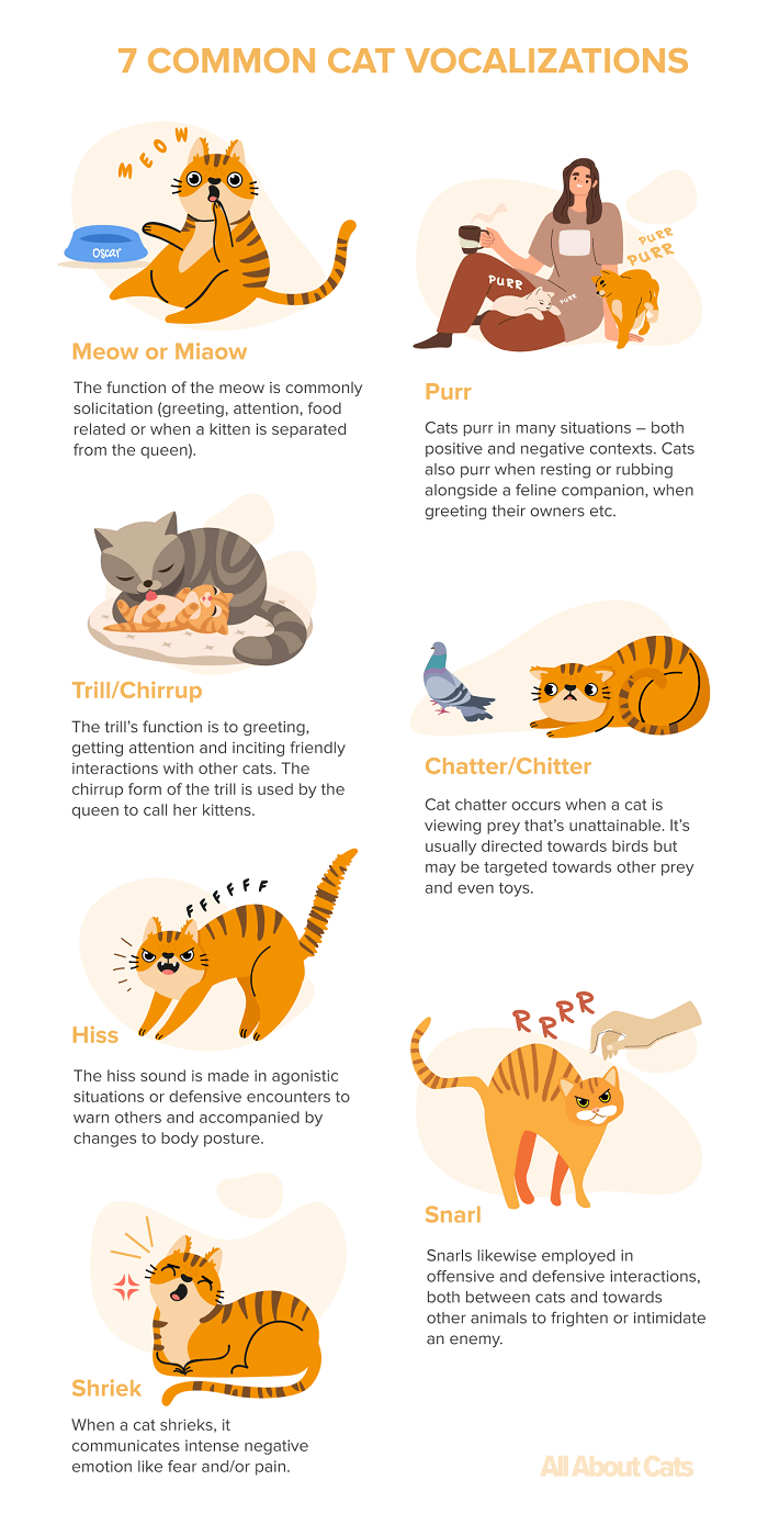 7 Common Cat Vocalizations And What They Mean All About Cats (2022)