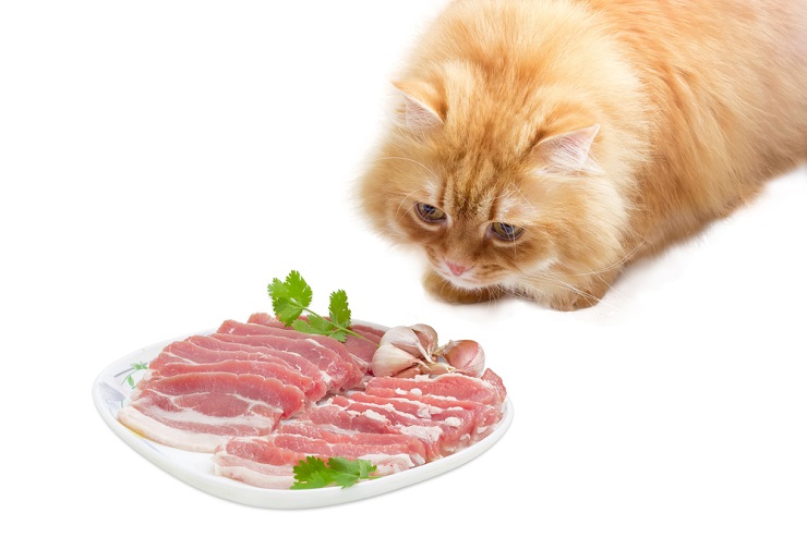 Cats Eat Bacon, The Cat 24