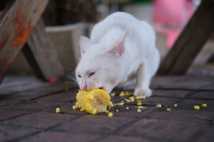 How Much Corn Can A Cat Eat