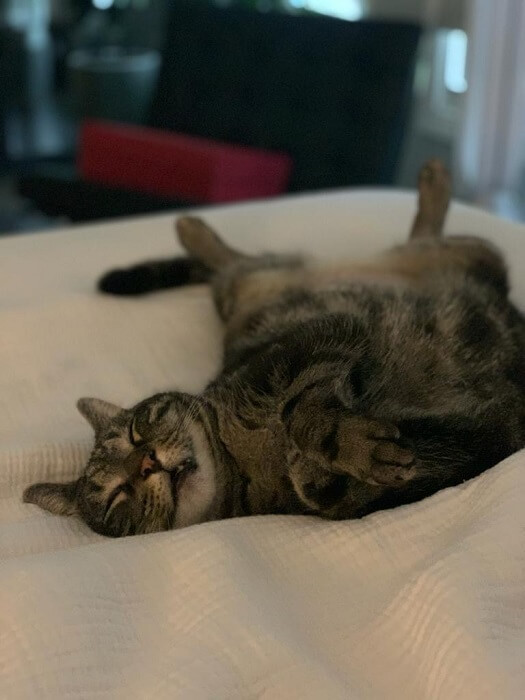 gato posiciones para dormir El acróbata / contorsionista