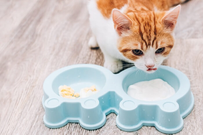 Los riesgos de comer yogur para gatos