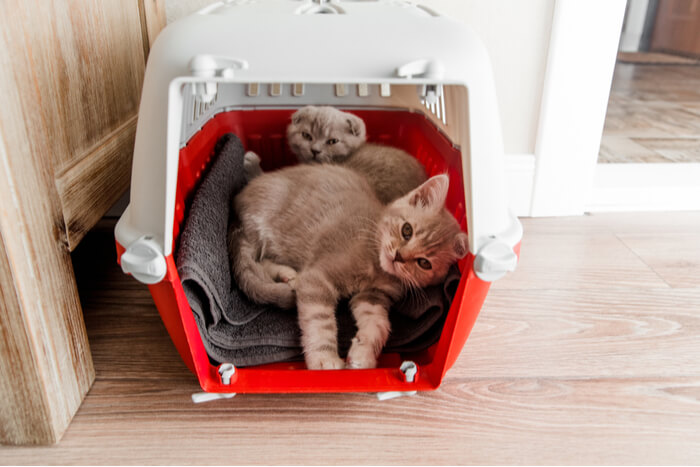 Two Kittens In A Carrier, The Cat 24