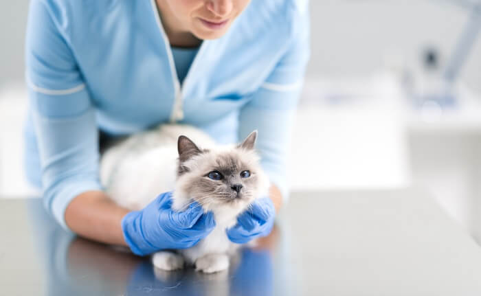 how long do side effects of mirtazapine last in cats
