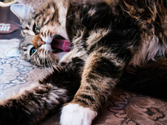 what to know about bad breath in cats
