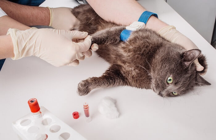 Blood Test Cat, The Cat 24