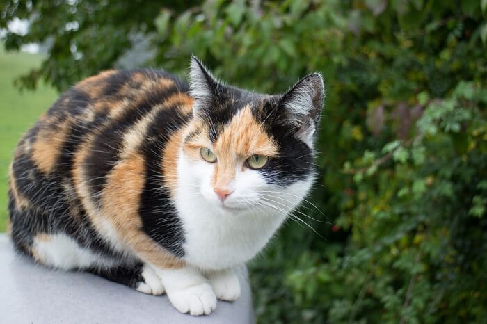 What Are Calico Cats