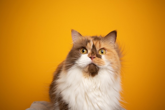 how calico and tortoiseshell cats get their pattern