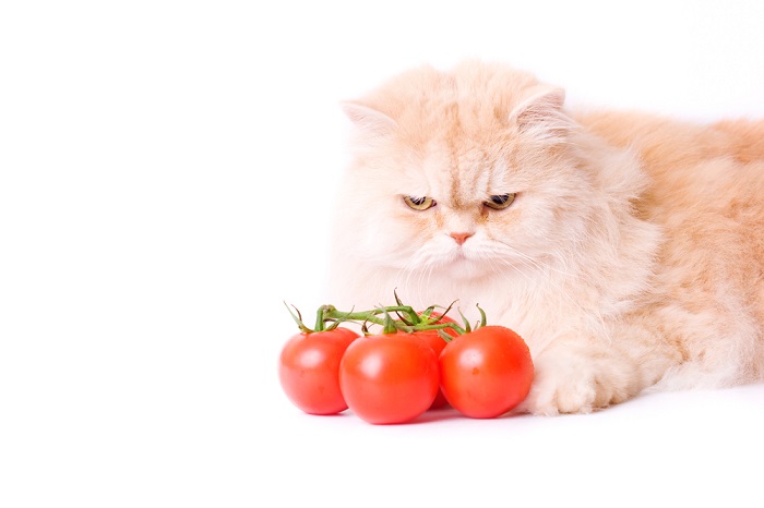¿Cuántos tomates puede comer un gato?