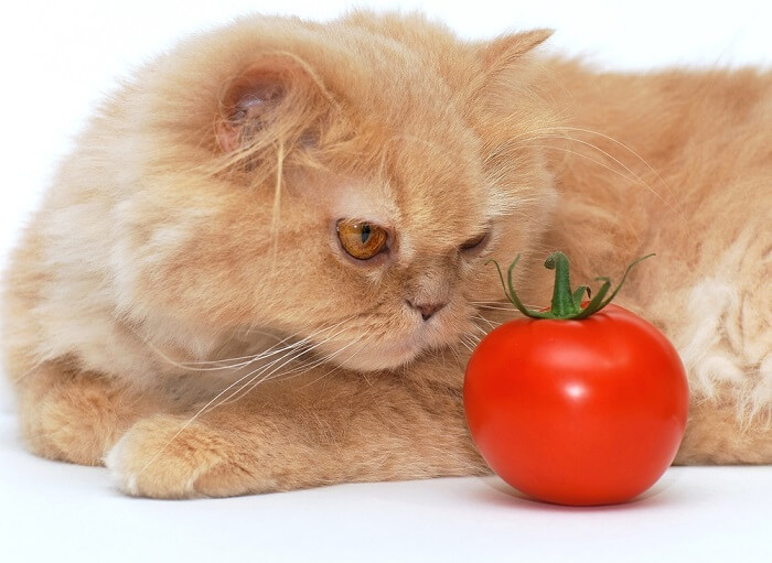 los gatos pueden comer tomates