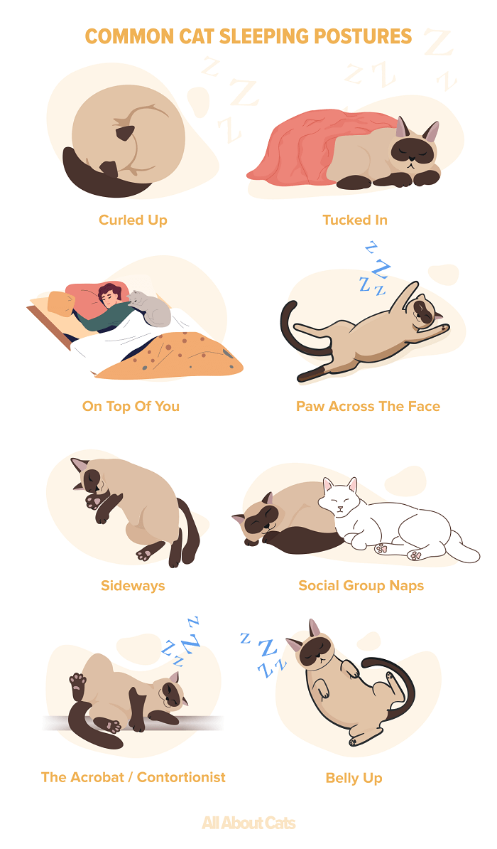 cat sleeping positions chart