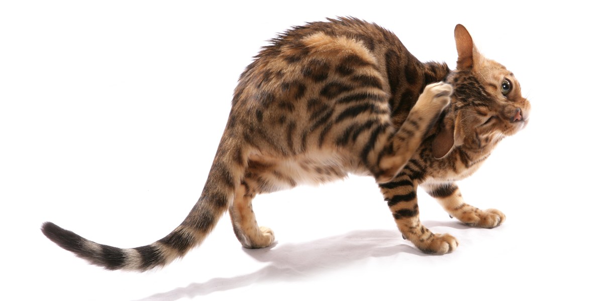 Capstar For Cats: Dosage, Safety & Side Effects - All About Cats
