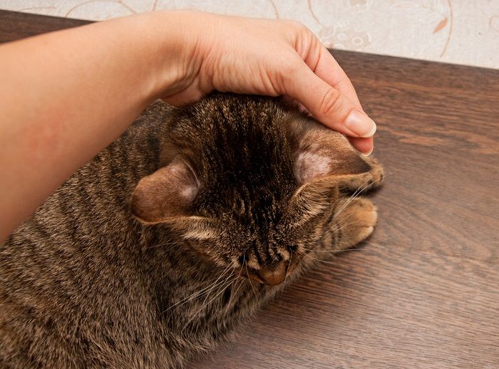 Tiña en gatos: causas, síntomas y tratamiento