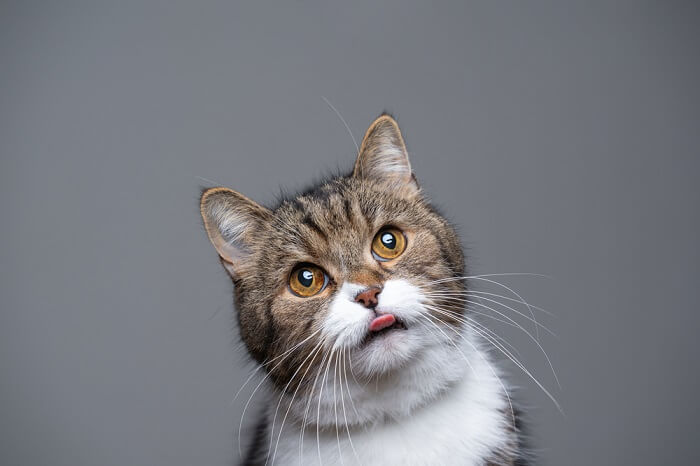 When Should You Worry About Your Cat Sticking Their Tongue Out