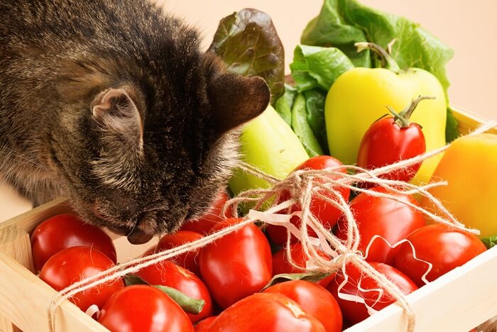 Los riesgos de comer tomates para gatos