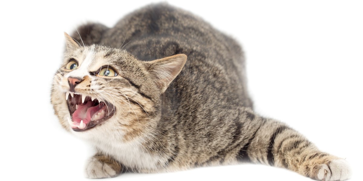 Aggression In Cat, The Cat 24