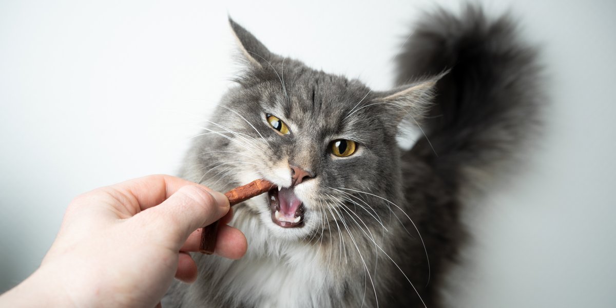Gato comiendo un palito de golosina
