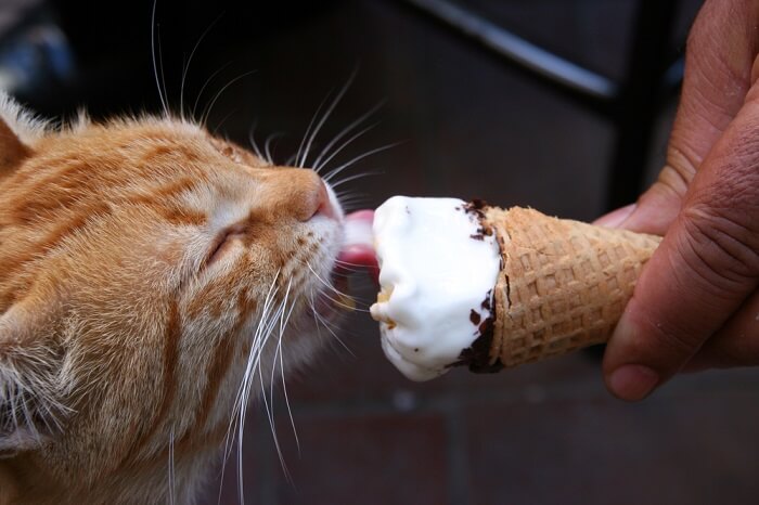Can Cat Eat Ice Cream? 
