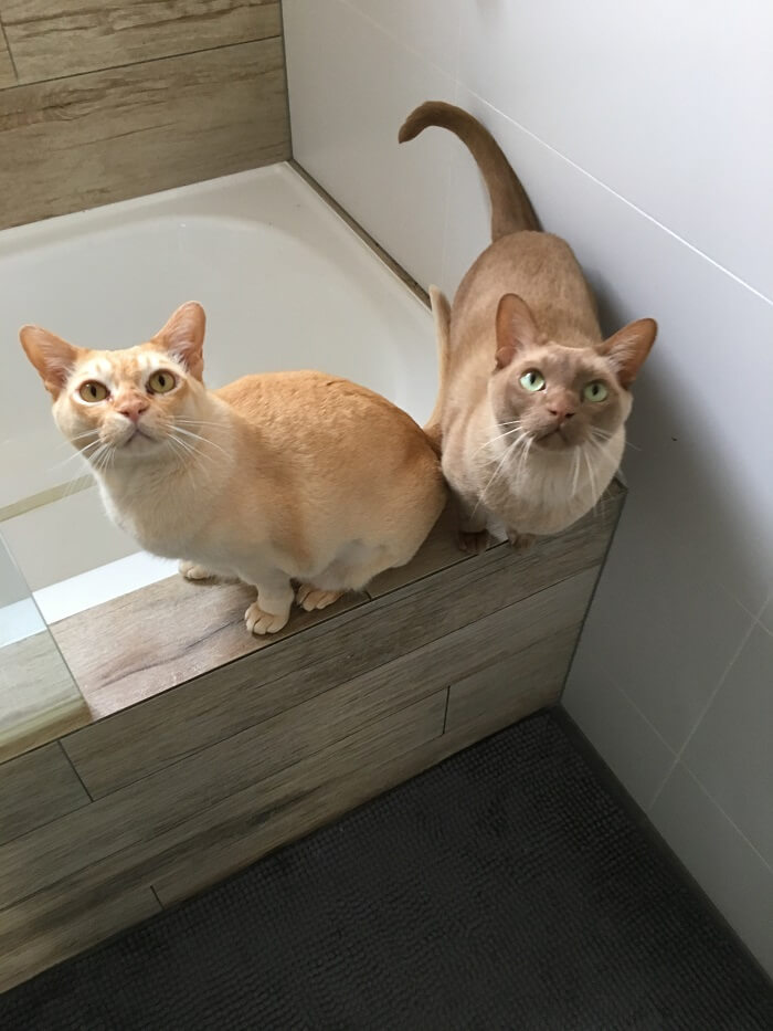¿Por qué mi gato me sigue al baño?