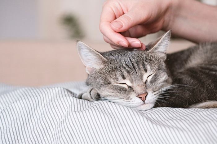 Facts About Your Cats Sleep Compressed, The Cat 24