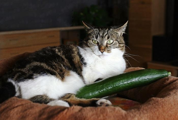 Why Are Cats Scared Of Cucumbers? AZ Animals 
