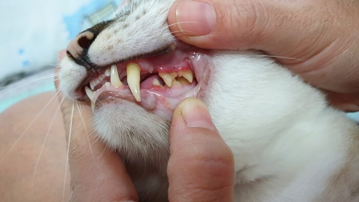 Persona mirando dentro de la boca de un gato