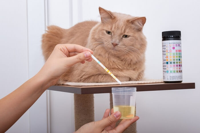Cat Urine Sample, The Cat 24