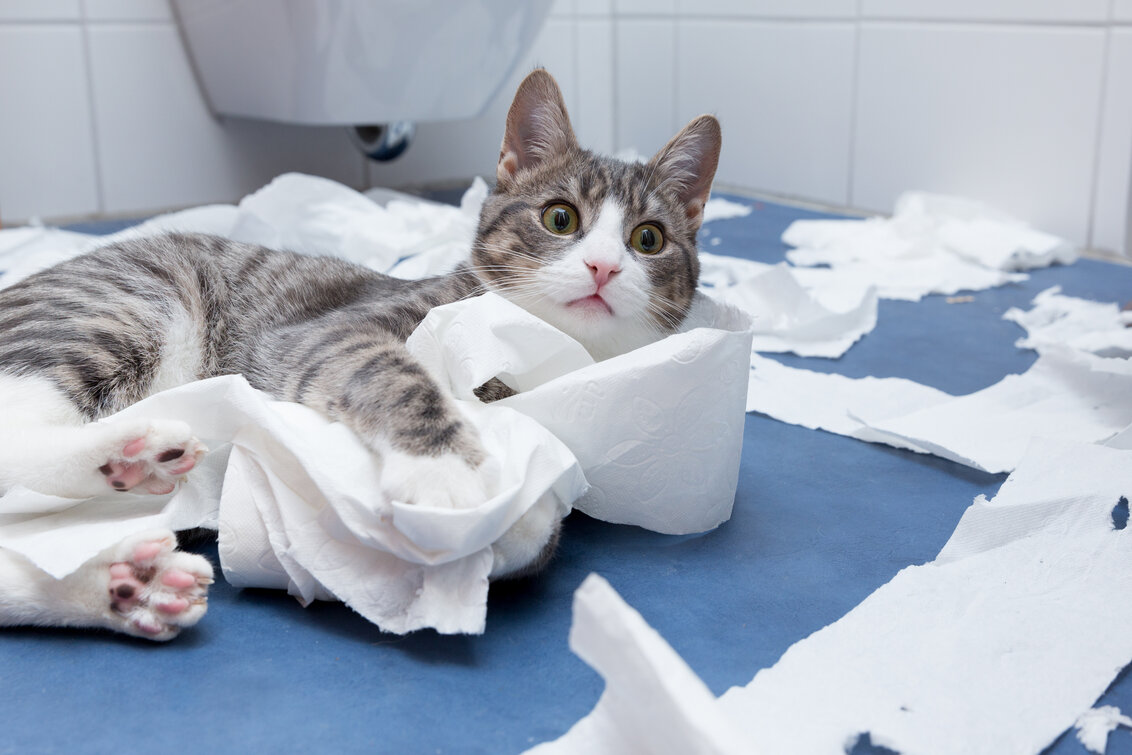 gato jugando con papel higienico