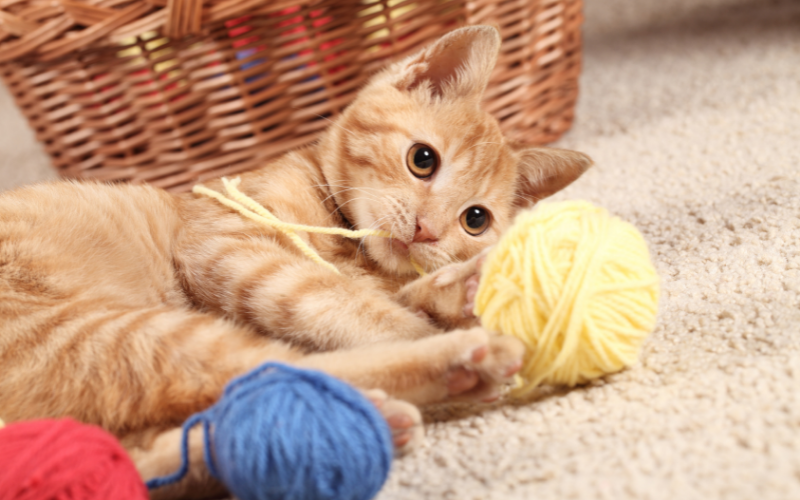 gato jugando con lana