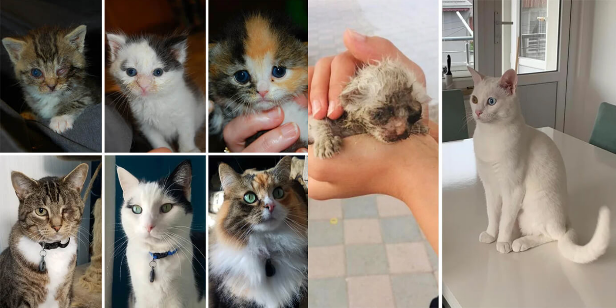 Owners Share Photos of Their Cats Before and After Adoption and The Transformations Are Heartwarming