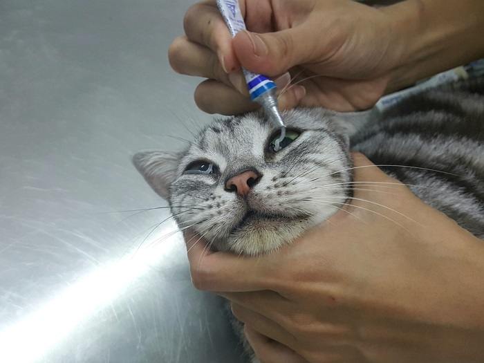 Vet Applying Ointment On The Cat Eyes Compressed, The Cat 24