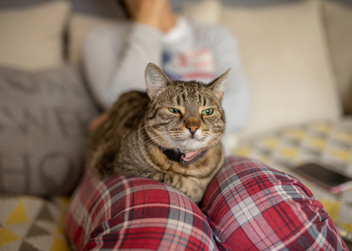 mujer en el sofá con gato