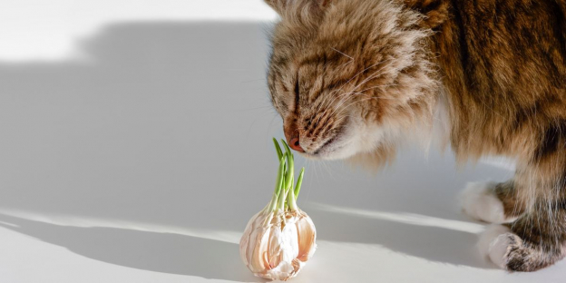 cats and garlic oil