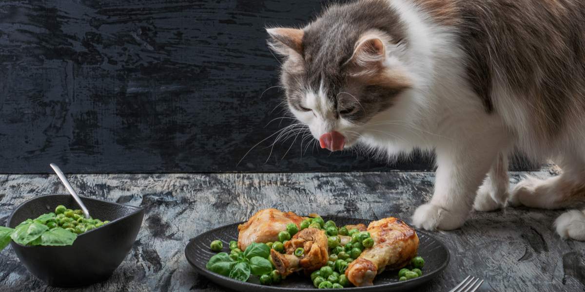 Can Cats Eat Turkey? - All About Cats