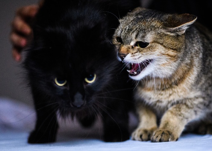 Cats Angry Together, The Cat 24
