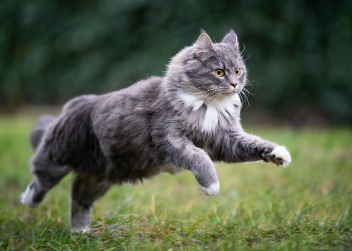 ¿Los gatos realmente tienen patas palmeadas?