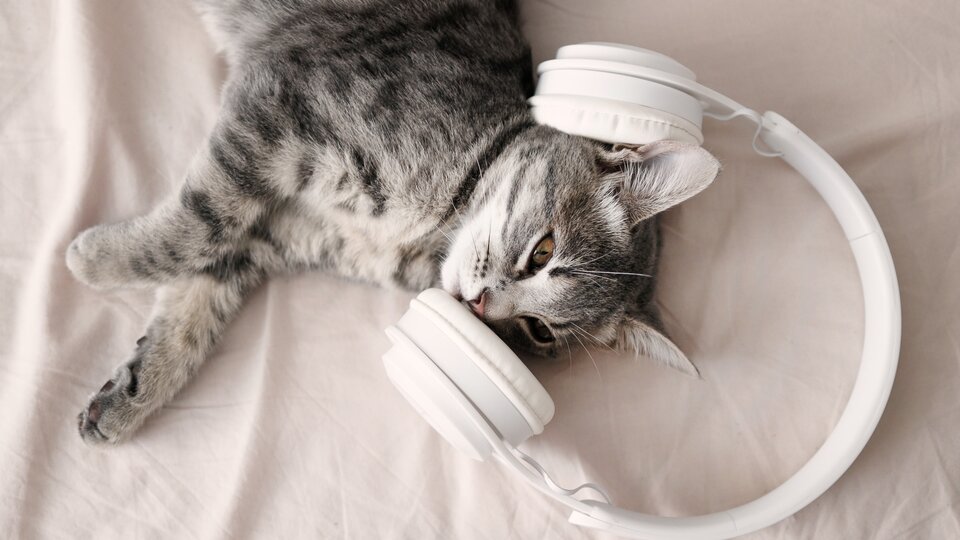 ¿A los gatos les gusta la música?