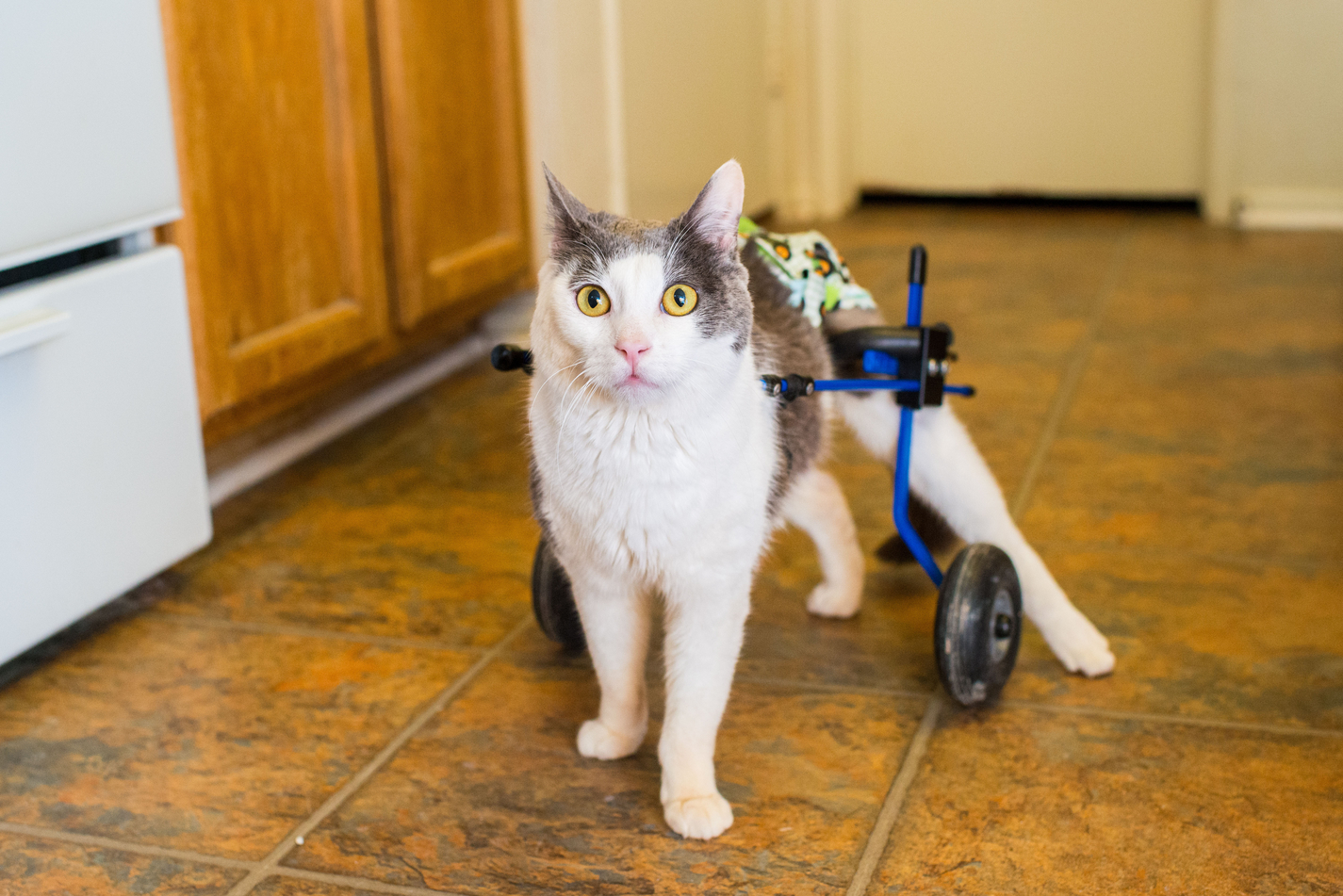adopt a special needs cat