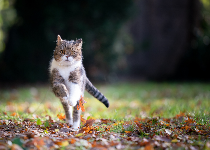 Tabby Cat Running, The Cat 24