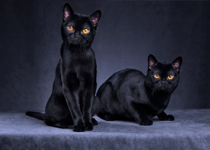 hechos del gato negro