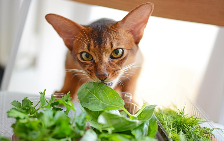 CAT EATING BASIL, The Cat 24