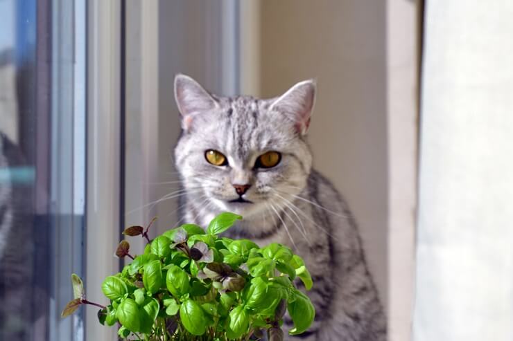 CAT WITH BASIL, The Cat 24
