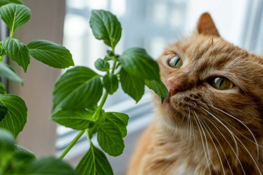 Can Cats Eat Basil?