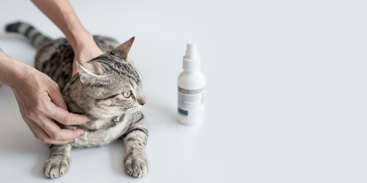 Antifungal Treatment Compressed, The Cat 24