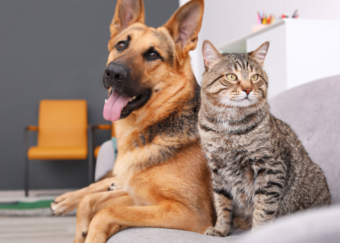 similitudes entre gatos y perros