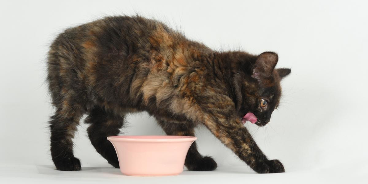 Why Does My Cat Scratch and Dig Around His Food? - All About Cats