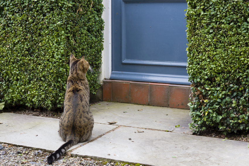 what to do if your indoor cat gets outside
