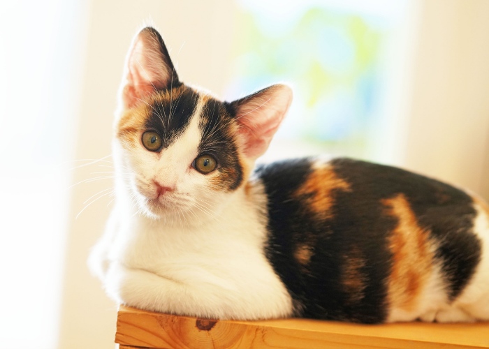 facts about your cat's senses